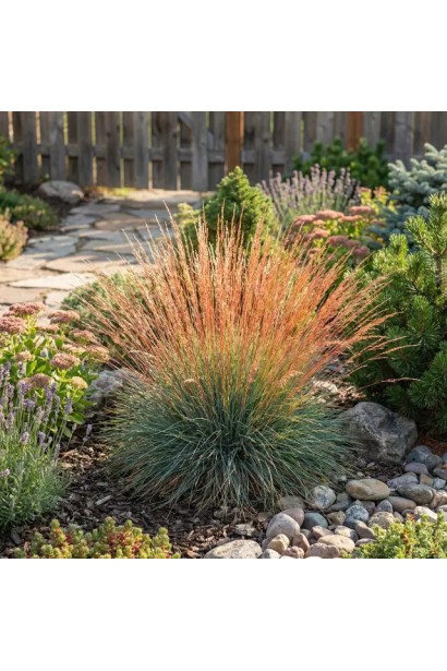 Festuca glauca Блуред у садовій композиції